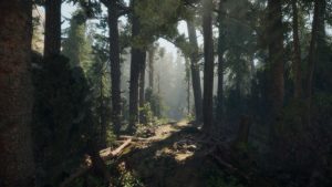 A Walk in the Woods: VR